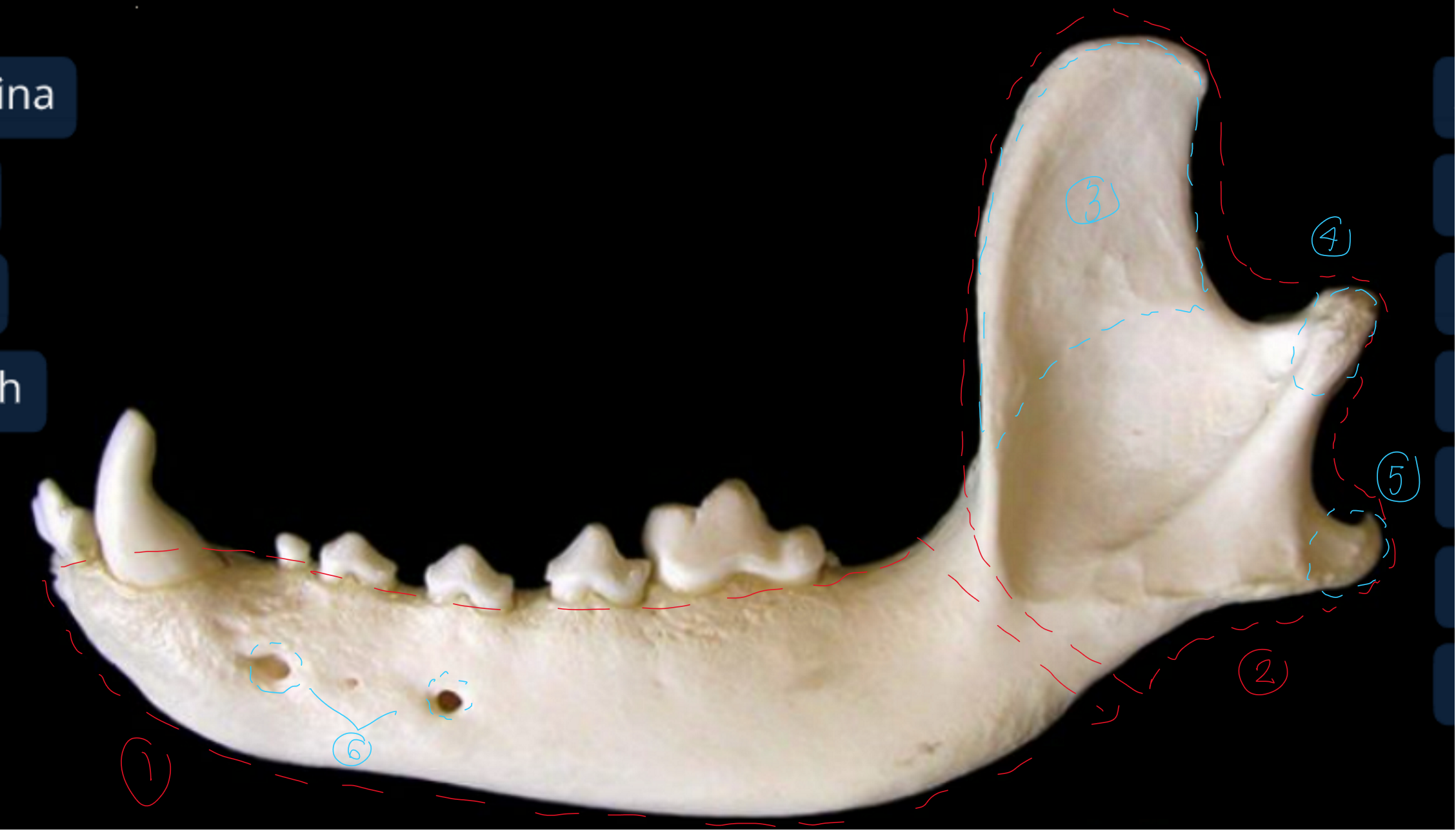 <p>label the lateral view of the canine mandible </p>