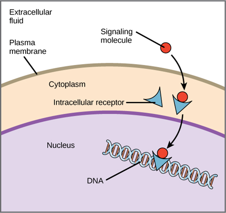 <p>Intracellular receptors </p>
