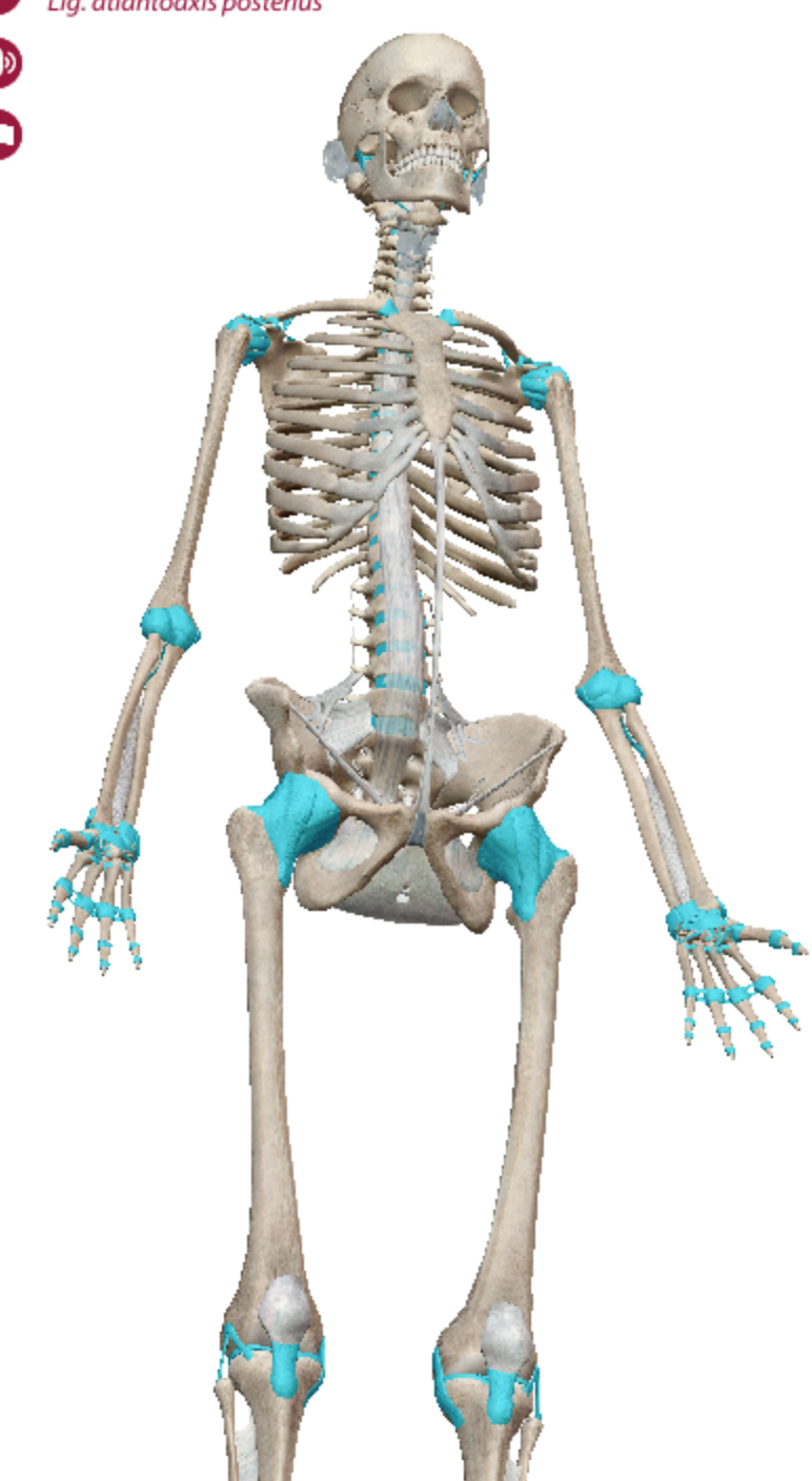 <p>Movable joints that occur throughout the body and six types of these joints allow for different ranges of motion</p>