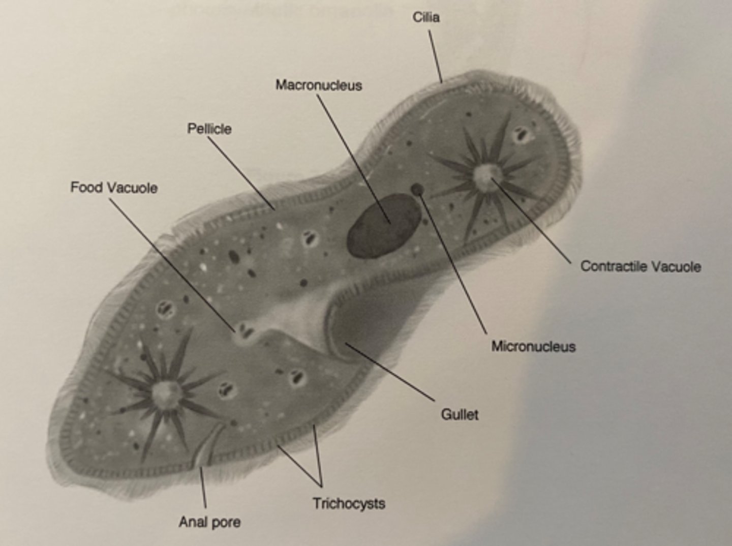 <p>complex organism with two nuclei, trichocytes, and a contractile vacuole</p>