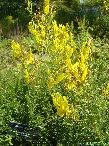 <p><span><em>Genista tinctoria</em></span></p>