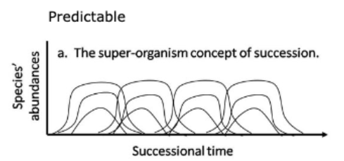 <ul><li><p>after a disturbance, any ecosystem would eventually return to its original assemblage of species</p></li><li><p>predictable model</p><ul><li><p>A superorganism that "arises, grows, matures, and dies... is comparable in its chief features to the life history of an individual plant.”</p></li></ul></li></ul>