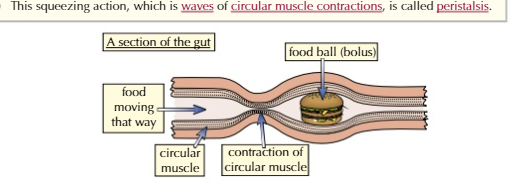 <p><span>a mechanism that helps moves food along the </span><span style="color: var(--bs-link-color)">alimentary canal</span></p><p><span style="color: var(--bs-link-color)">waves of contractions</span></p><p><span style="color: var(--bs-link-color)">w</span></p>