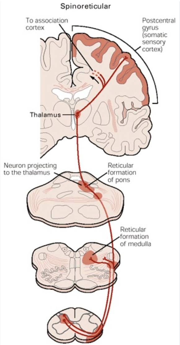 <p>Spinoreticular Tract</p>