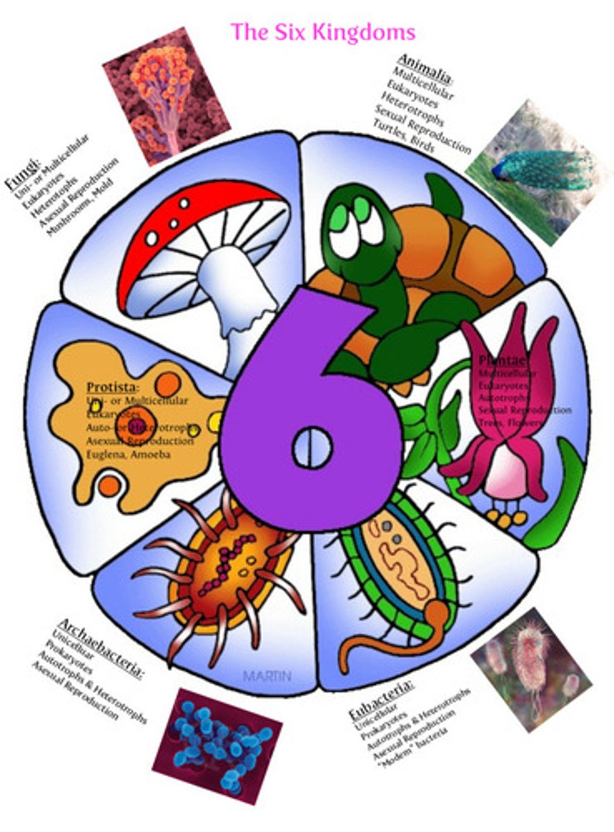 <p>Archaebacteria, Eubacteria, Protista, Fungi, Plantae, Animalia</p>