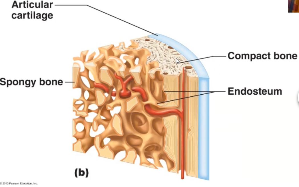 <p><span>membrane that lines the medullary, contains osteoprogenitor cells and osteoclasts, present in all bone types</span></p>