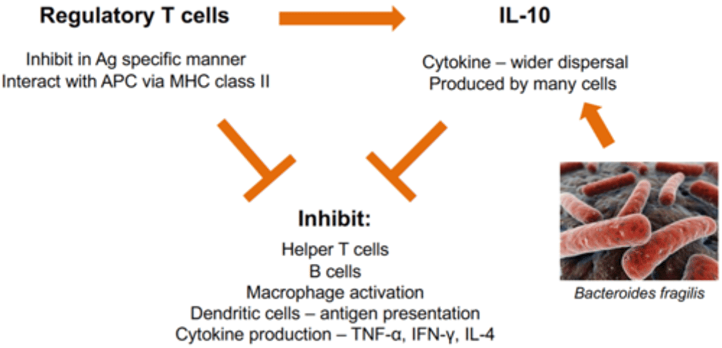 <p>inhibits:</p><p>helper T cells</p><p>B cells</p><p>macrophage activation</p><p>antigen presentation</p><p>cytokine production (TNF-a, IFN-y, IL-4)</p>