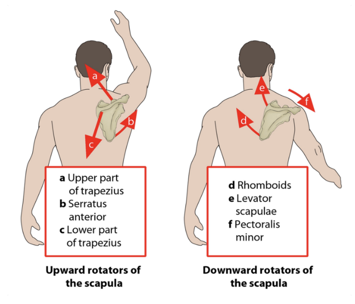 <p>UPWARD ROTATORS:</p><ol><li><p>upper trap</p></li><li><p>serratus anterior</p></li><li><p>lower trap</p></li></ol><p>DOWNWARD ROTATORS:</p><ol><li><p>rhomboids</p></li><li><p>levator scapulae</p></li><li><p>pectoralis minor </p></li></ol><p></p>