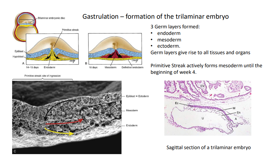 <p>At days 14-15, multiplying epiblasts migrate down into the primitive groove to replace the hypoblast layer with endoderm. At day 16, a second wave of epiblast migration forms intraembryonic mesoderm, with the remaining epiblast being labelled ectoderm.</p>