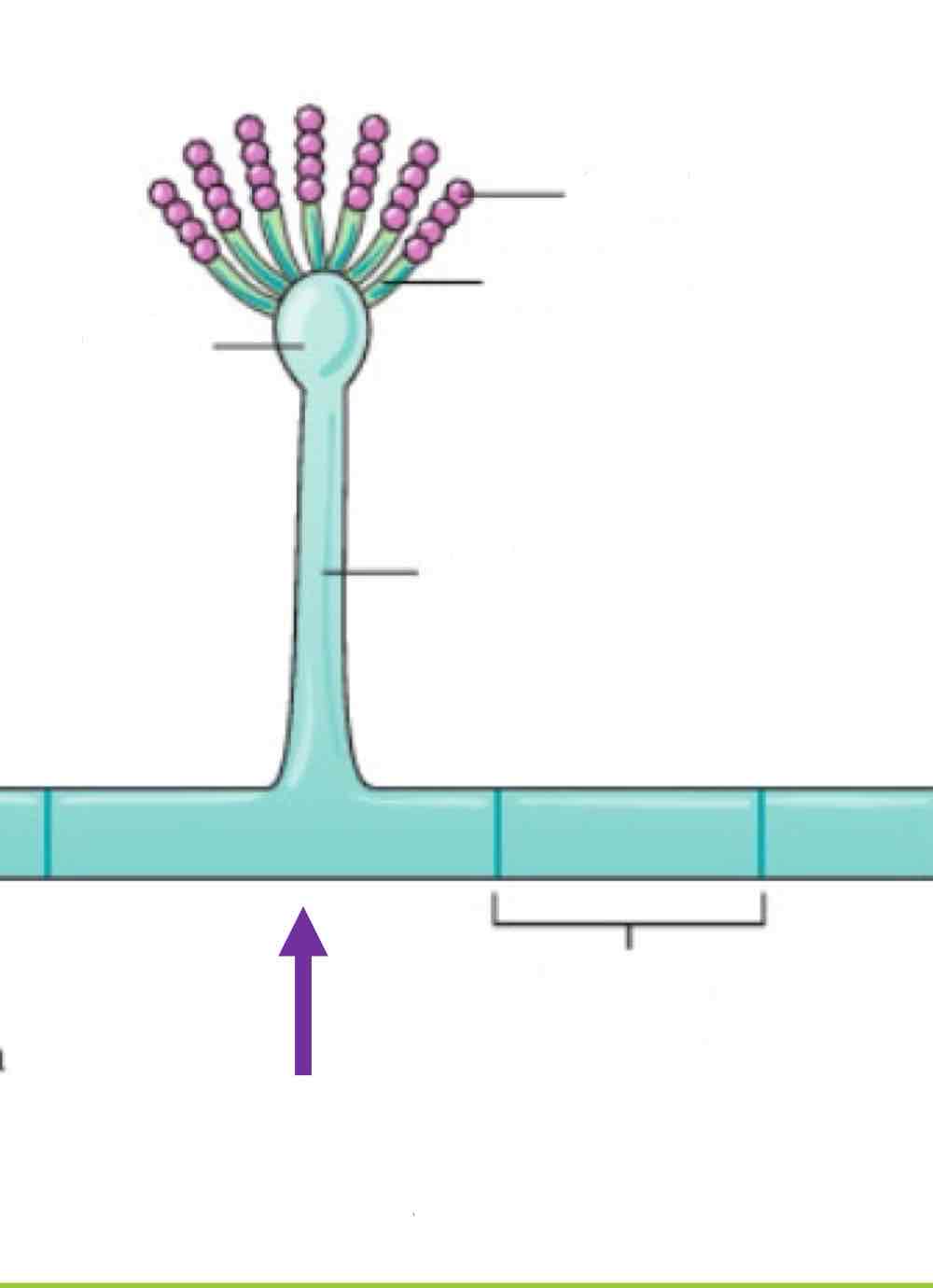 <p>Name the spore and its structures:</p>