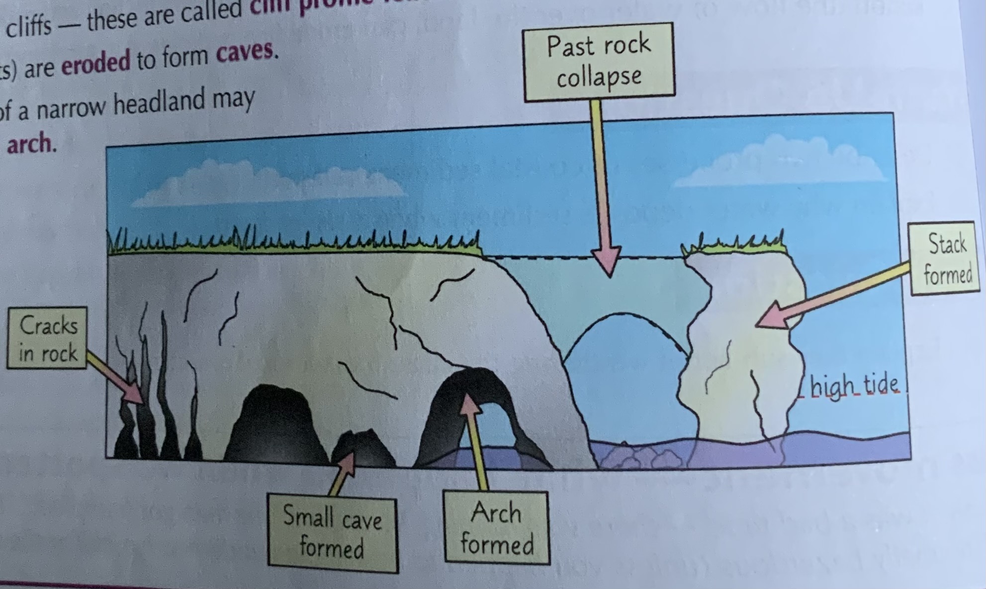 <p>1) At a headland, where rock is hard, erosion is slow, can lead to a variety of landforms</p><p>2) Wave refraction concentrates wave energy onto the headland, can contribute to the formation of caves, arches, stacks and stumps</p><p>3) Joints in headland are susceptible to erosion by hydraulic action</p><p>4) Over time joints widen, forming cave which is enlarged by hydraulic action + abrasion</p><p>5) Eventually erosion cuts through the headland forming an arch</p><p>6) roof of cave will eventually collapse due to gravity + lack of support</p><p>7) This leaves a stack which will over time be eroded by weathering, abrasion and hydraulic action to form a stump</p>