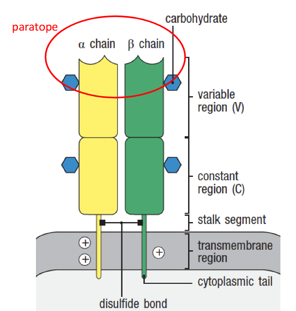 <ul><li><p>glycoprotéines alpha et béta transmb reliée par un pont disulfure</p></li><li><p>chaque glycoprotéine possède:</p><ul><li><p>région variable = reconnait antigène, propre à chaque LT</p></li><li><p>région constante = commune </p></li></ul></li><li><p>Paratope dss la région variable qui reconnait un épitope de l’antigène</p></li></ul><p></p>