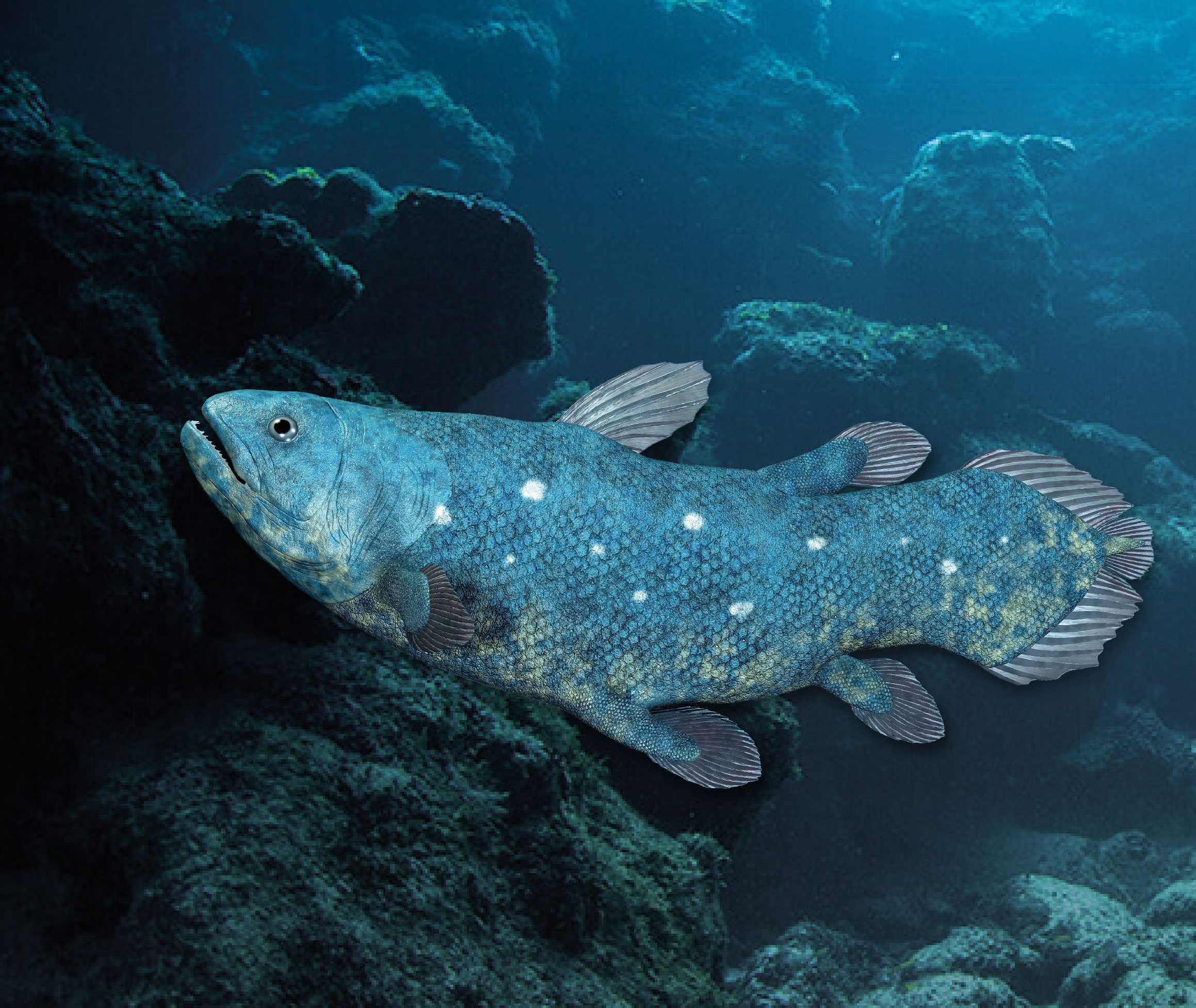 <p>Order Coelacanthiformes</p>