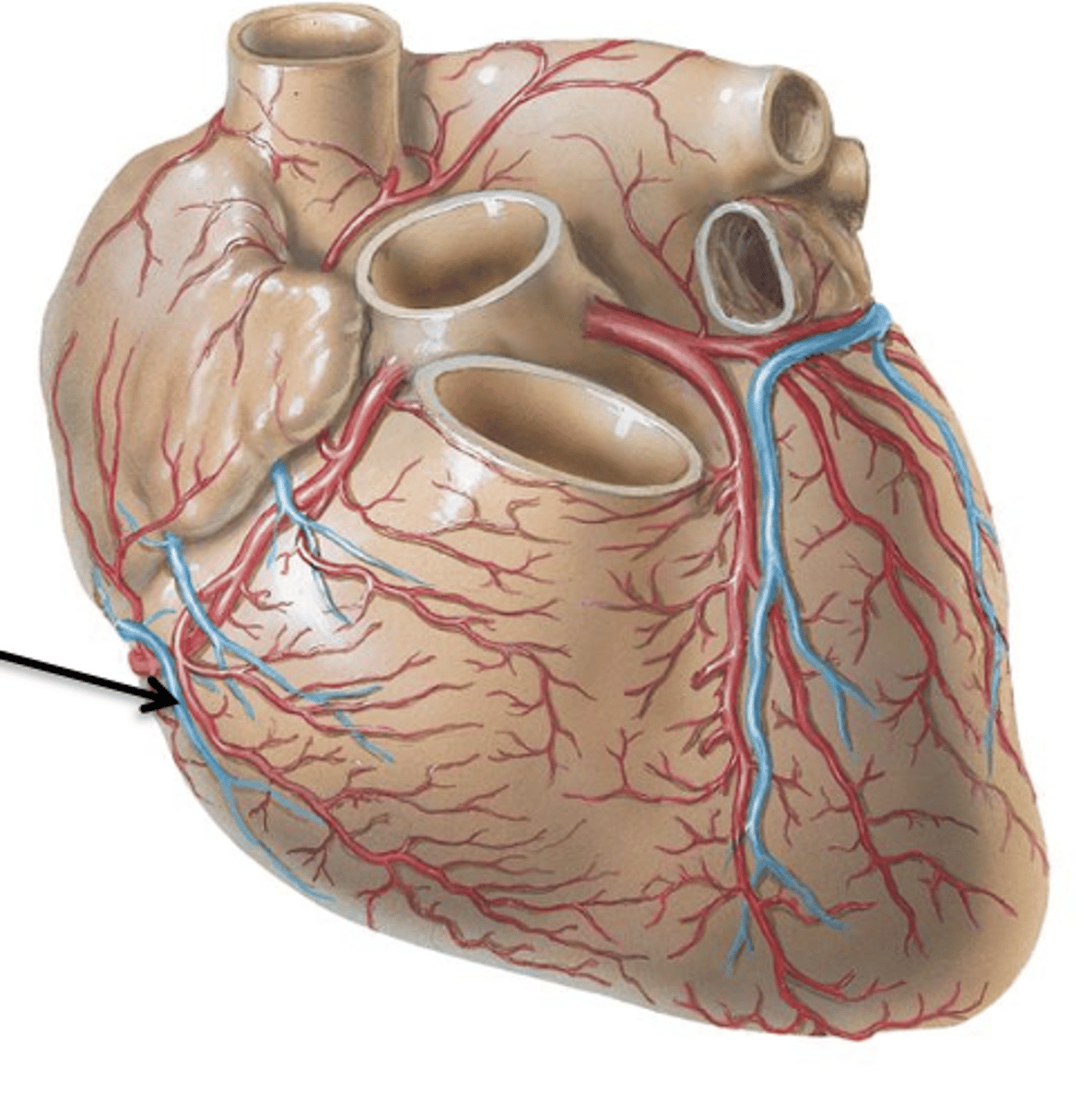 <p>Cardiac Vein that courses with the marginal artery and drains into the coronary sinus.</p>