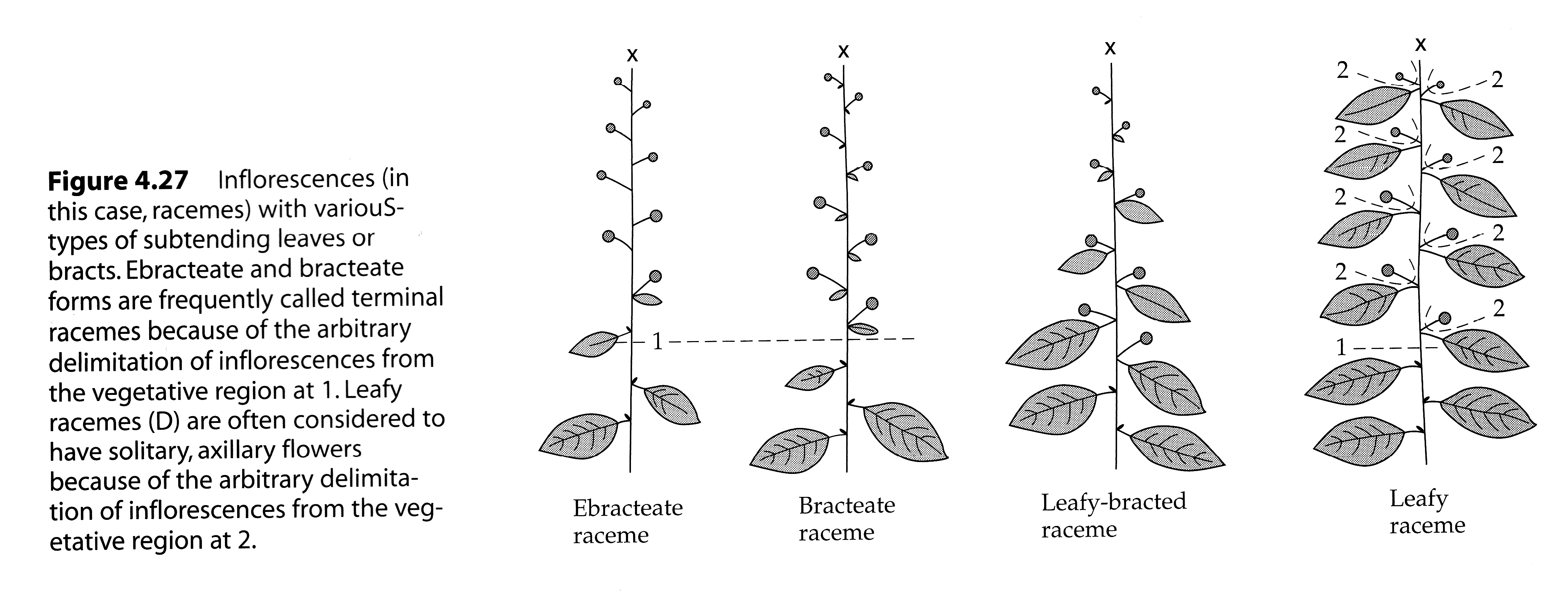 <p>As the shoot system which serves for the formation of flower of flowers and which is modified according. The arrangement of flowers on plant </p>