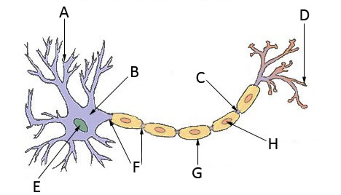 <p>&gt;The cell body which contains most of the cells organelles</p>