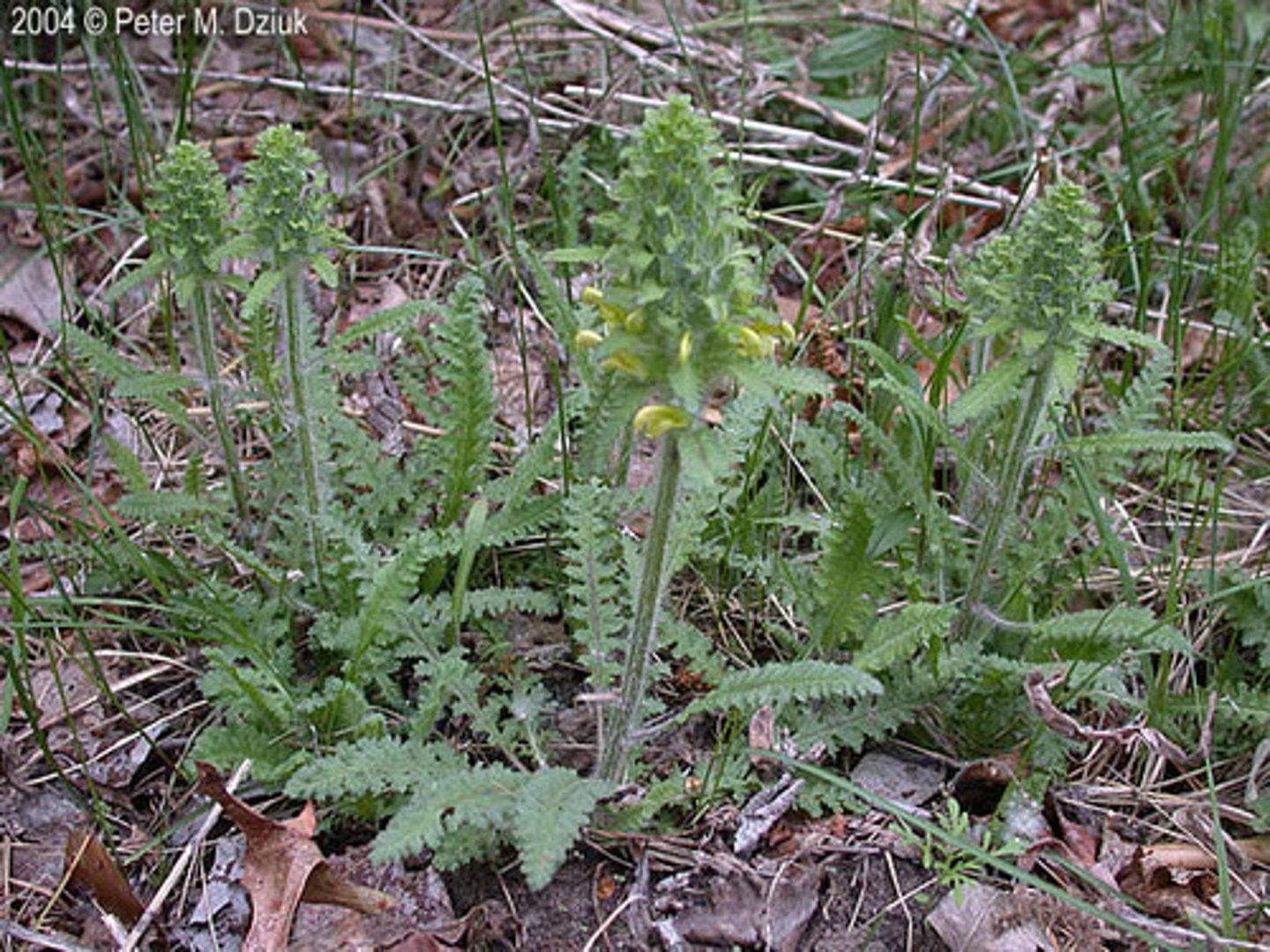 <ul><li><p>hemi-parasitic</p></li><li><p>basal highly lobed/serrate (fern-like) leaves</p></li><li><p>cone-shaped inflorescence</p></li></ul><p>Species</p>