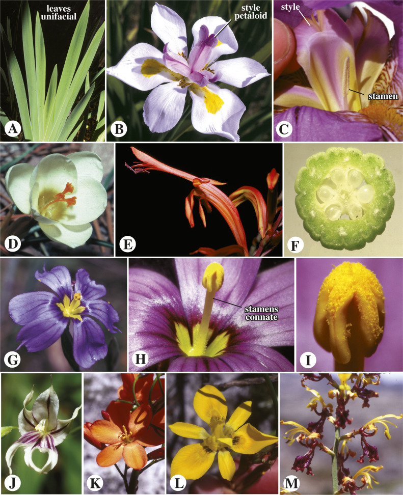 
lily like flowers with leaves in a flat plane
-ex: crocus imperata, iris cristata, sisyrinchium angustifolium