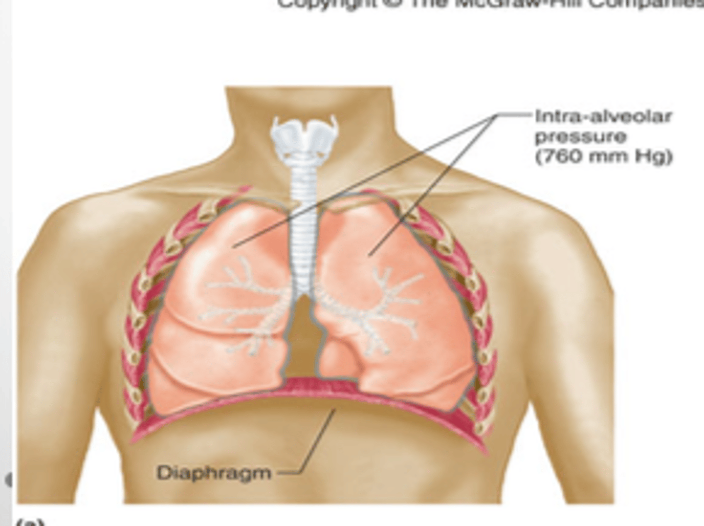 <p>- increase (in pressure)</p><p>- (air moves) out</p><p>i.e., the pressure of the lungs are higher in a more compact space, air moves out</p>