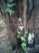English ivy