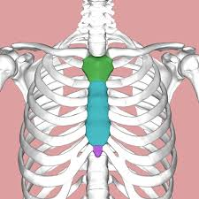 <p>Parts of the <strong>sternum.</strong></p><p>Green: ______<br>Blue:_______<br>Pink: _______</p>