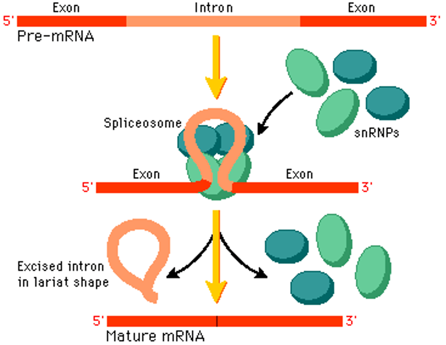 <p>Heterogeneous RNA.</p><p>RNA that has been freshly transcribed and has not underwent any post transcriptional modifications.</p>