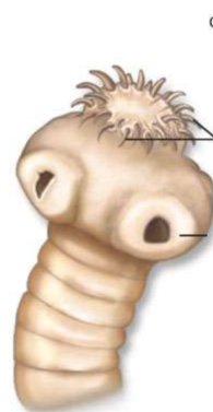 <p>What is the middle arrow pointing at?</p>