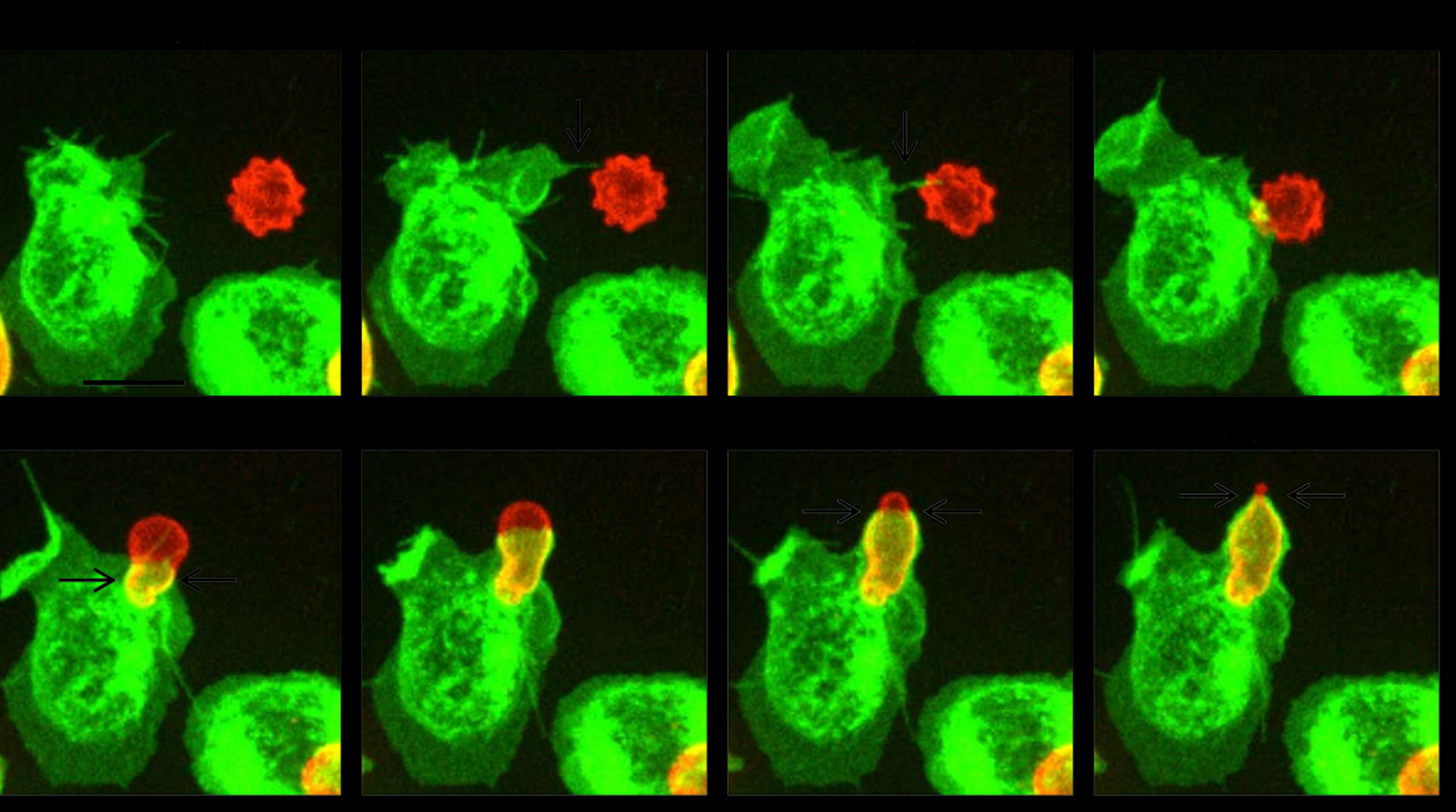 <p>The time-lapse images below show a mouse white blood cell capturing and engulfing a human red blood cell. This beautifully depicted immune response event provides an excellent example of  __________________. a. receptor mediated endocytosis b. phagocytosis c. pinocytosis</p>