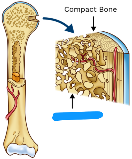 <p><span style="background-color: transparent;"><span>The meshwork of spongy tissue (trabeculae) of mature adult bone, typically found at the core of vertebral bones and the ends of the long bones.</span></span></p>