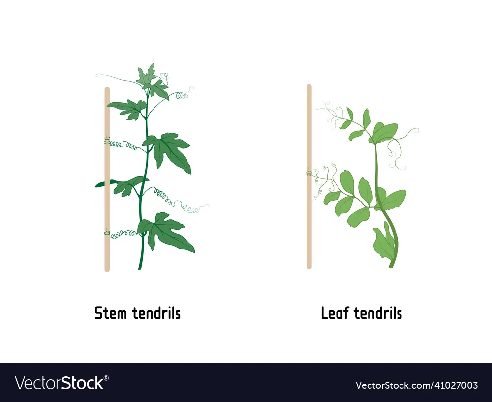 <p>tendrils used for climbing</p>