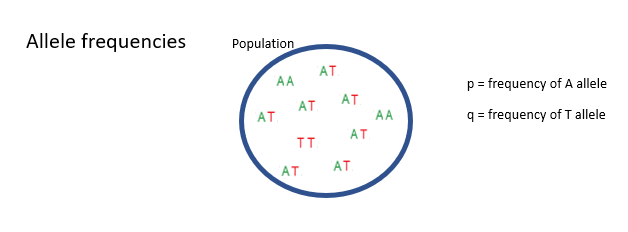 <p><span><span>Here we have a population of diploid individuals with two alleles at a locus of interest. The A allele and the T allele. Some individuals are homozygous for the A allele, some are homozygous for the T allele and some are heterozygous at this locus. </span></span></p><p><span><span>p to mean the frequency of the A allele in the population and q to mean the frequency of the T allele in the population. </span></span></p>