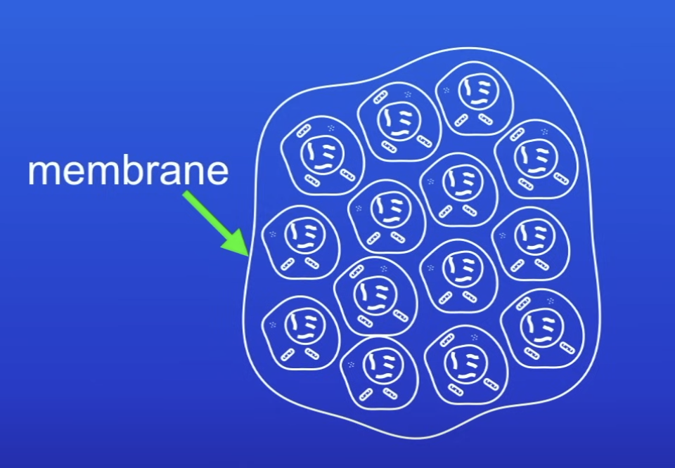 <p>Growths of abnormal cells contained in 1 area, within a membrane</p>
