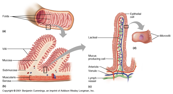 <p><span>finger-like projections that extend from the surface of epithelial cells t</span><strong>o increase the surface area in order to absorb more nutrients</strong><span>.</span></p>