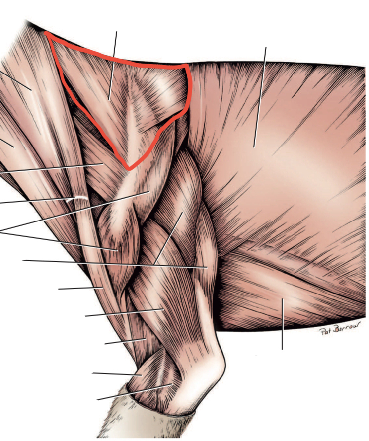 Which muscle is outlined in red