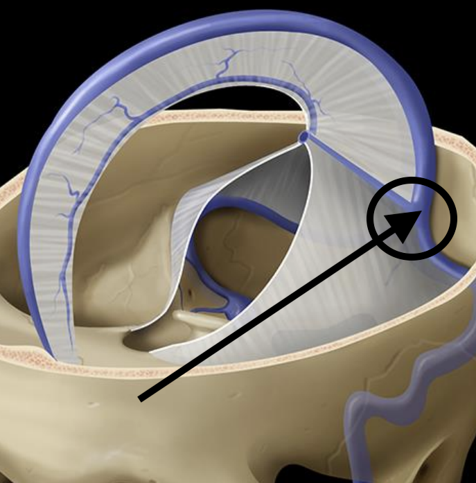 <p>Name the structure</p>