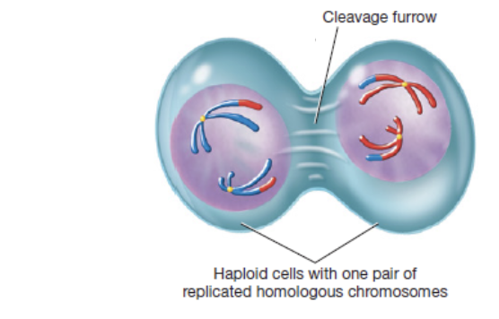 <p>fourth phase in meiosis I in which two haploid cells form, each with 23 chromosomes </p>