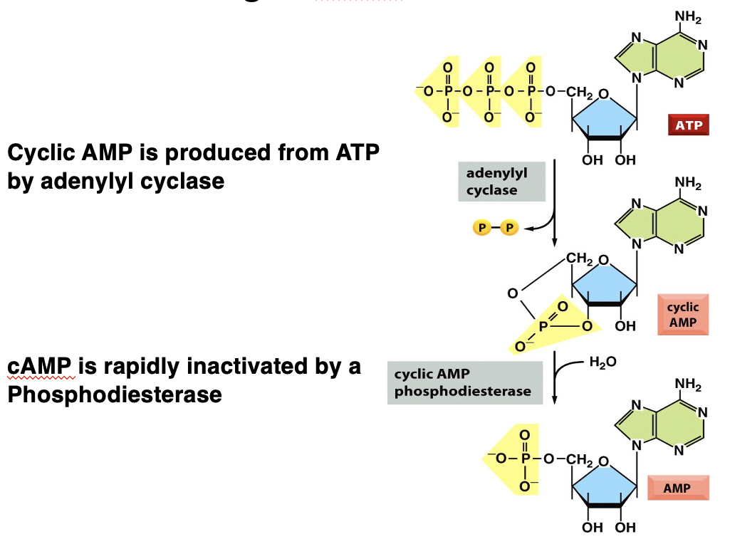 <p>phosphodiesterase hydrolyses cAMP, turning it into AMP </p>