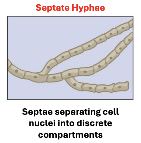 <p>Septate hyphae</p>