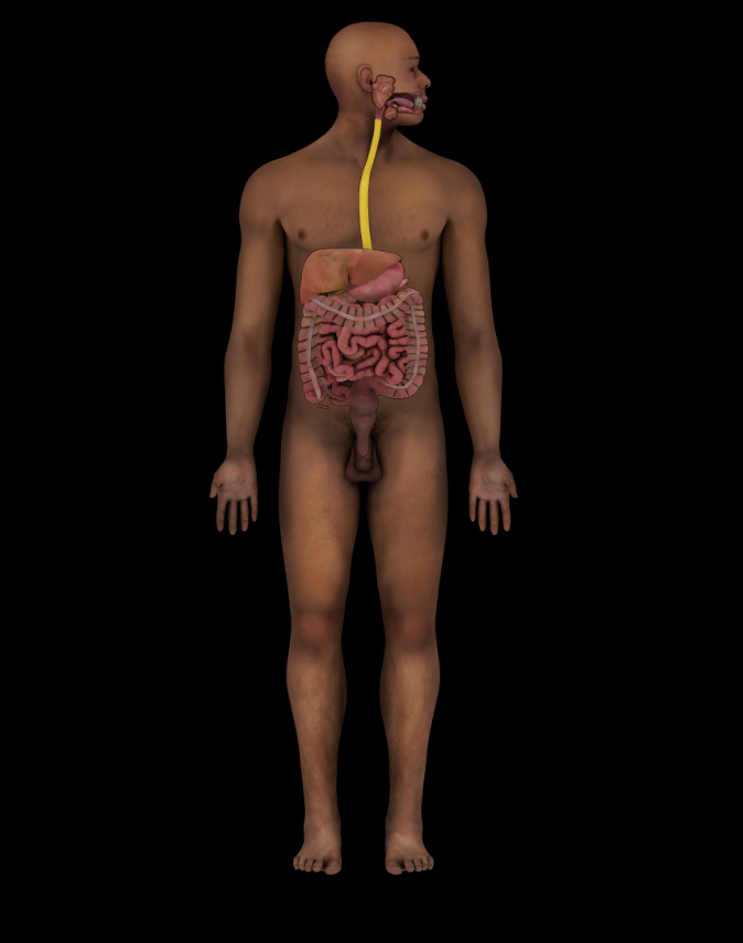 term image