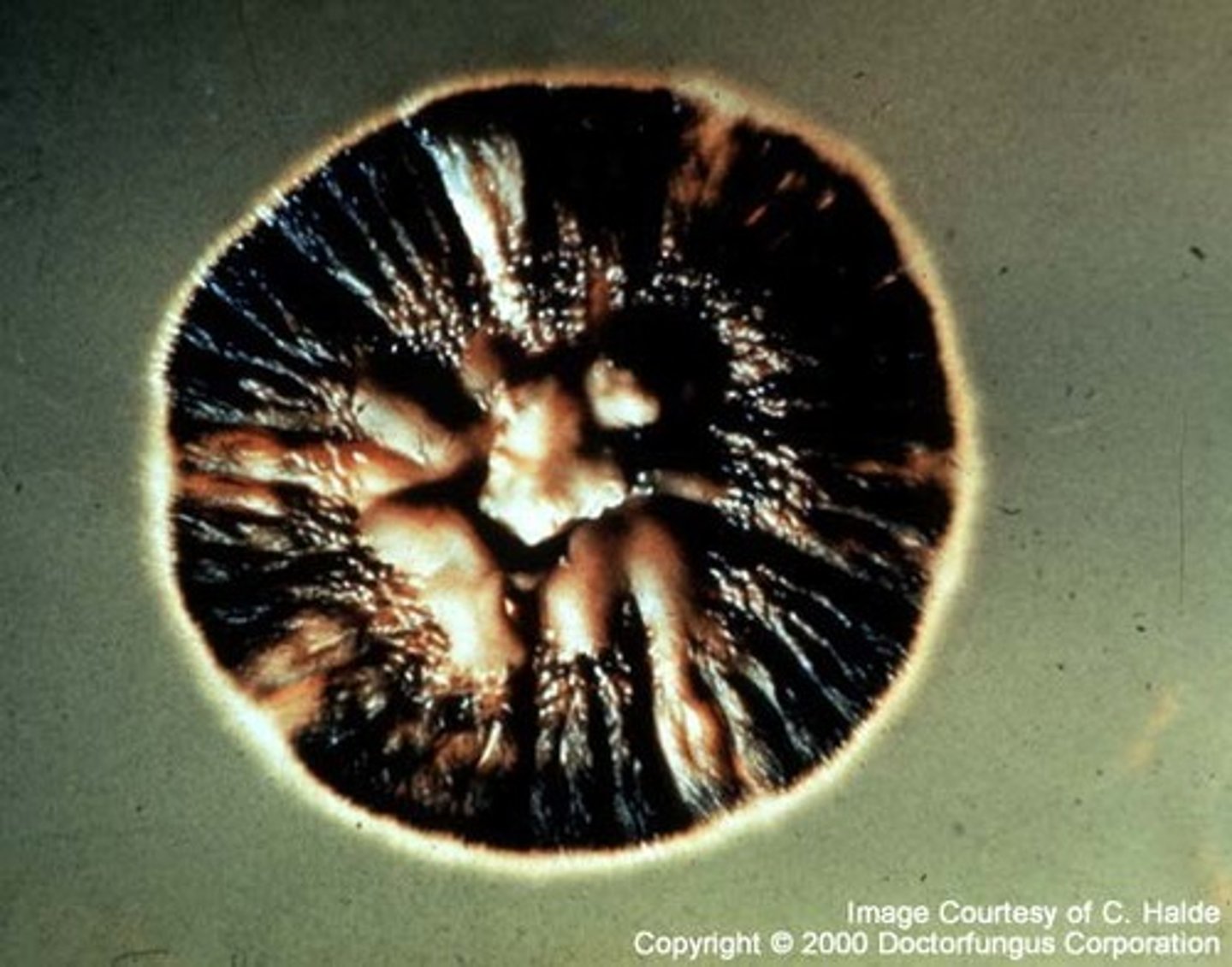 <p>hairy and fuzzy</p>