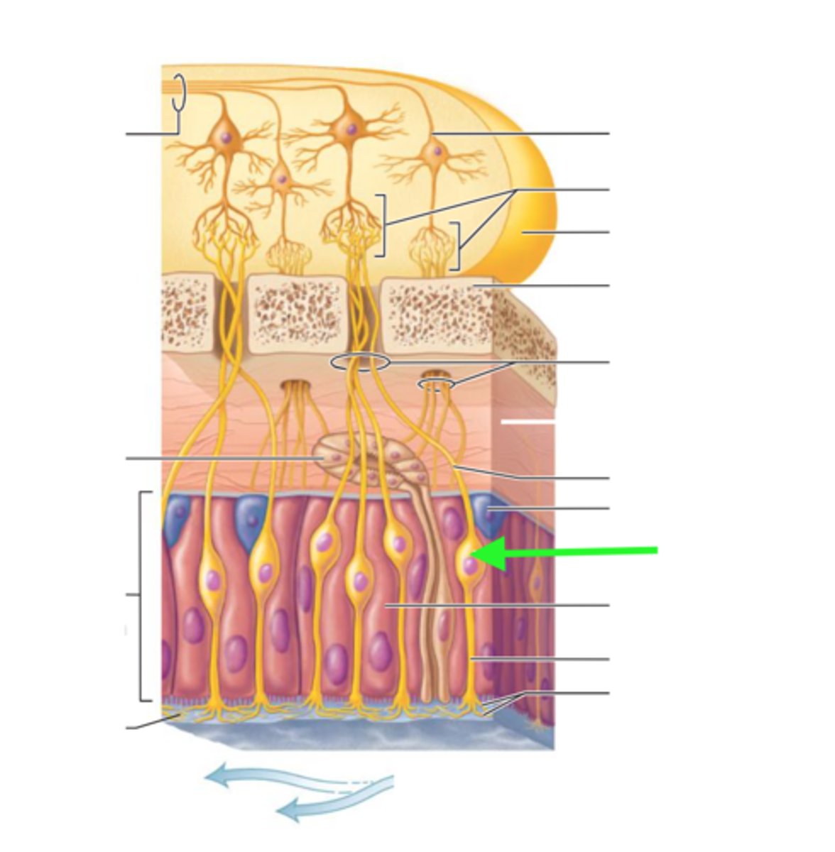<p>receptors for the sense of smell; shaped like bowling pins and contain olfactory hairs</p>
