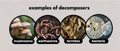 <p>microorganisms e.g fungi and bacteria</p>