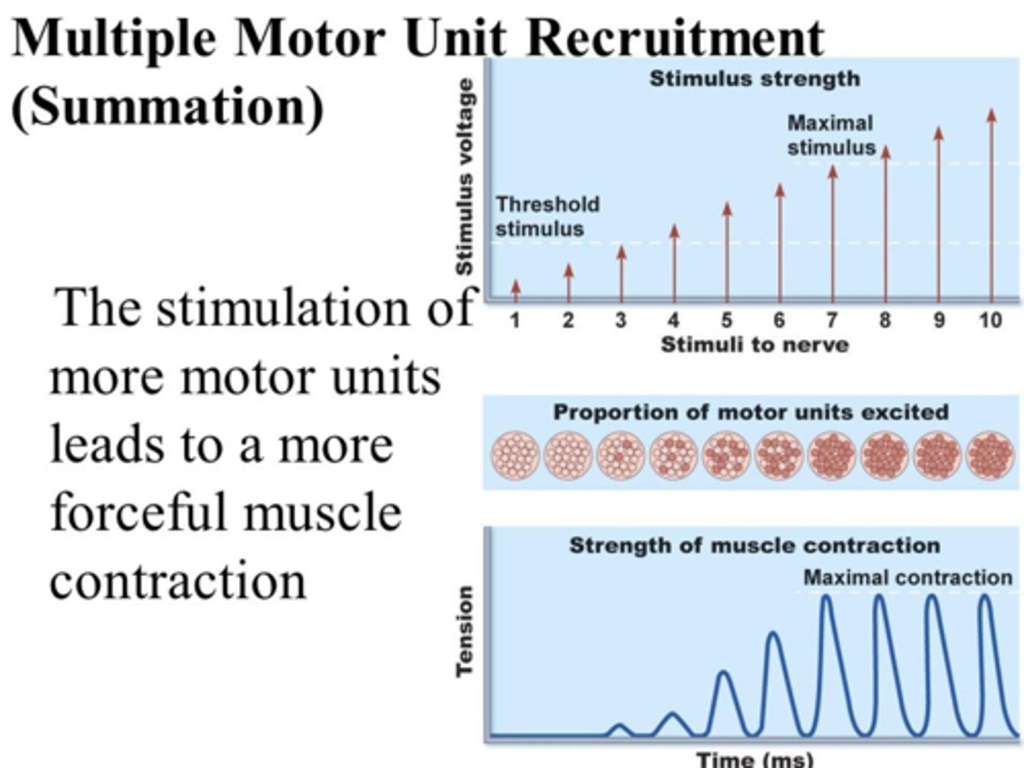 <p>The process of using more motor units to strengthen a contraction.</p>