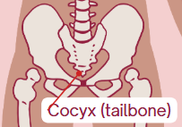<p><span>Tailbone</span></p>