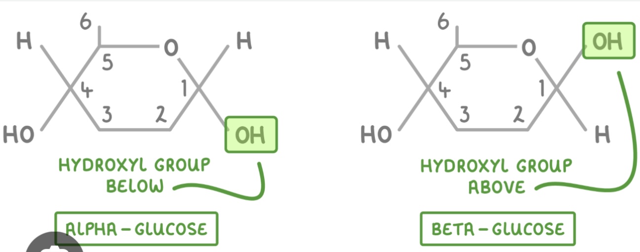 <p>In α-glucose, the OH on carbon 1 is below; in β-glucose, the OH on carbon 1 is above.</p>