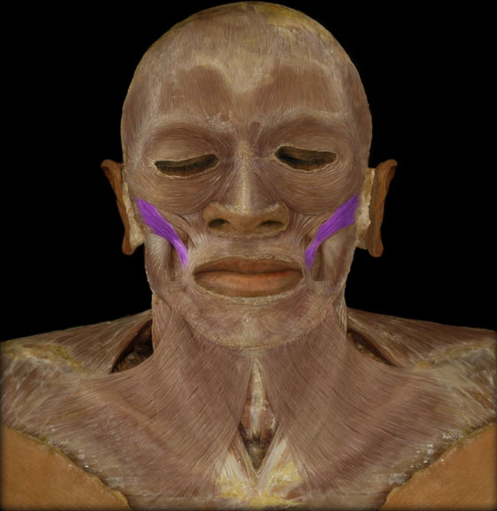 <ul><li><p>Action: Elevation of corner of mouth (smile)</p></li><li><p>Origin: Zygomatic bone</p></li><li><p>Insertion: Blends with muscles at angle of mouth</p></li><li><p>Innervation: Facial nerve (CN VII)</p></li></ul><p></p>