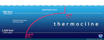 <p>transition layer between warmer mixed water at ocean surface and cooler deep water below</p><p><em>upwelling of colder water is blocked by the large quantities of warm surface water in WPO</em></p><p><em>Cold water is rich in nutrients</em></p>