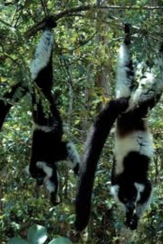 <p>Ruffed lemur (black and white ruffed lemur this picture)</p>