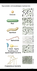 <p>6 common microorganism shapes we will see</p>