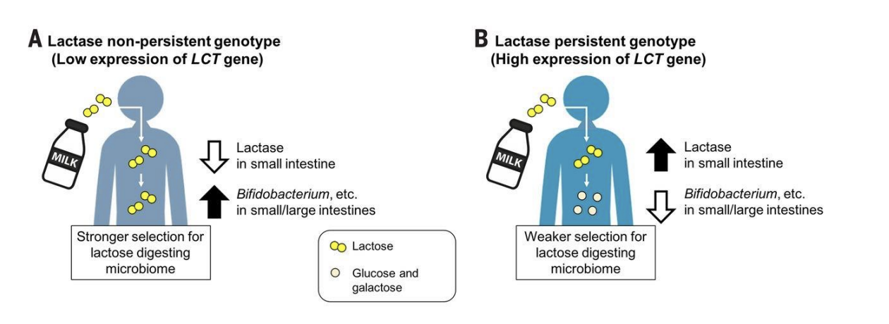 <p>diet, environment and disease exposure all shape both our genome and our microbiome </p><ul><li><p>ex: low lactase (low expression of LCT gene) = higher bifobacterium in intestines</p></li><li><p>high lactase (low expression of LCT gene) = lower bifobacterium in intestines </p></li></ul><p></p>